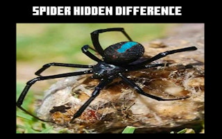 Spider Hidden Difference