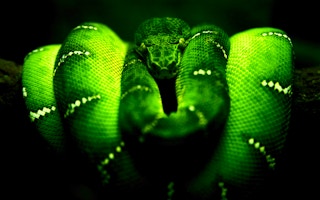 Green Snake