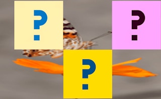 Butterfly Memory Match